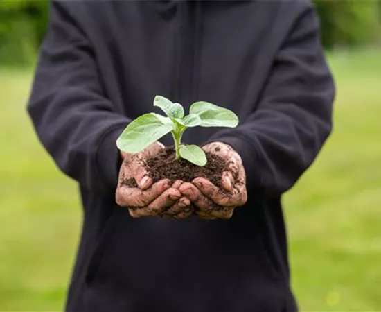 Immer eine gute Ernte: Das richtige Saatgut für das Hochbeet