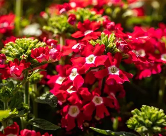 Beet und Balkon gestalten und für ein Farbenmeer sorgen