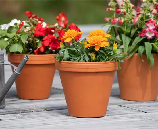 In der Menge des Angebots die richtigen Pflanzgefäße finden