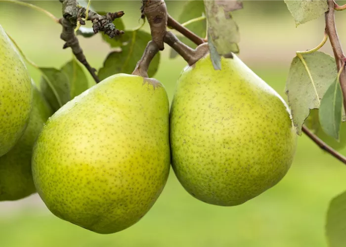 Pyrus com. 'Alexander Lucas'