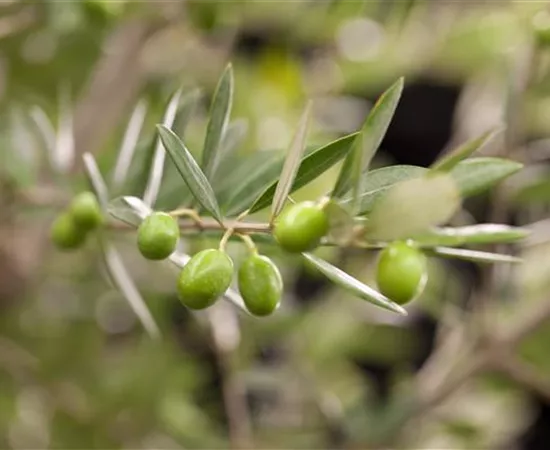 Kübelpflanzen für die Terrasse sorgen für mediterranes Flair Kübelpflanzen für die Terrasse sorgen für mediterranes Flair