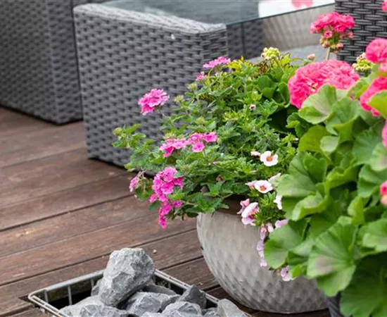 Beet- und Balkonpflanzen – Die schönsten Kandidaten Beet- und Balkonpflanzen – Die schönsten Kandidaten