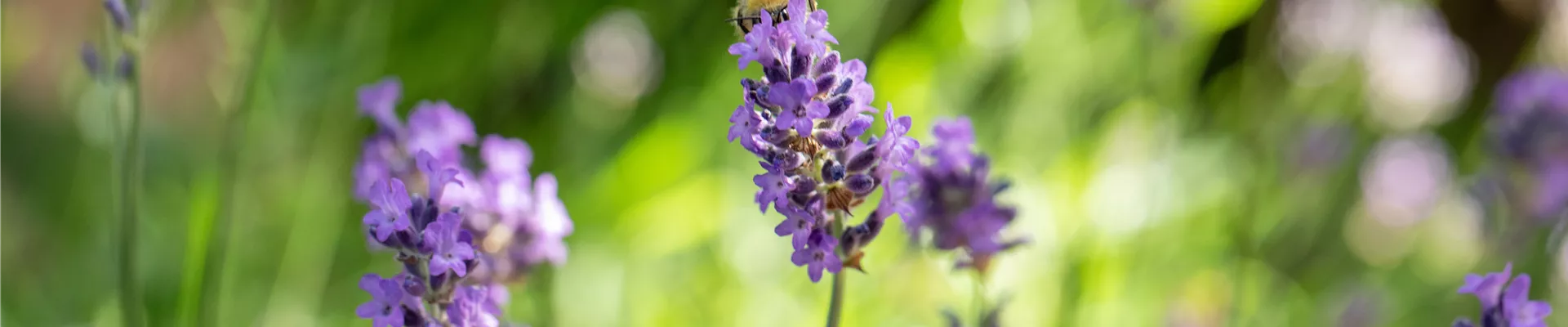 GS666571.jpg GS666571.jpg