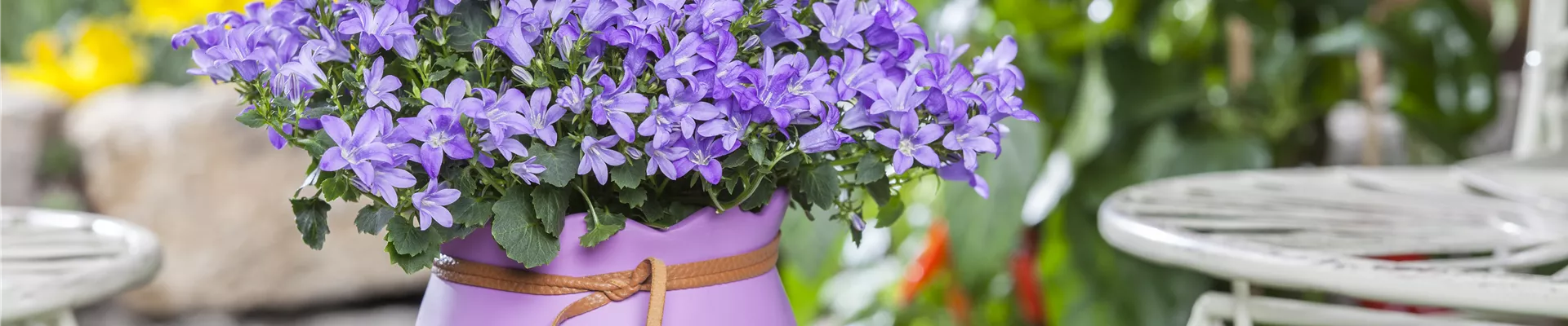 GS518266.jpg GS518266.jpg