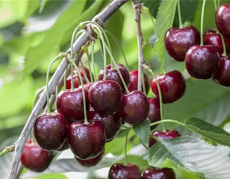 Prunus av. 'Sunburst' Prunus av. 'Sunburst'