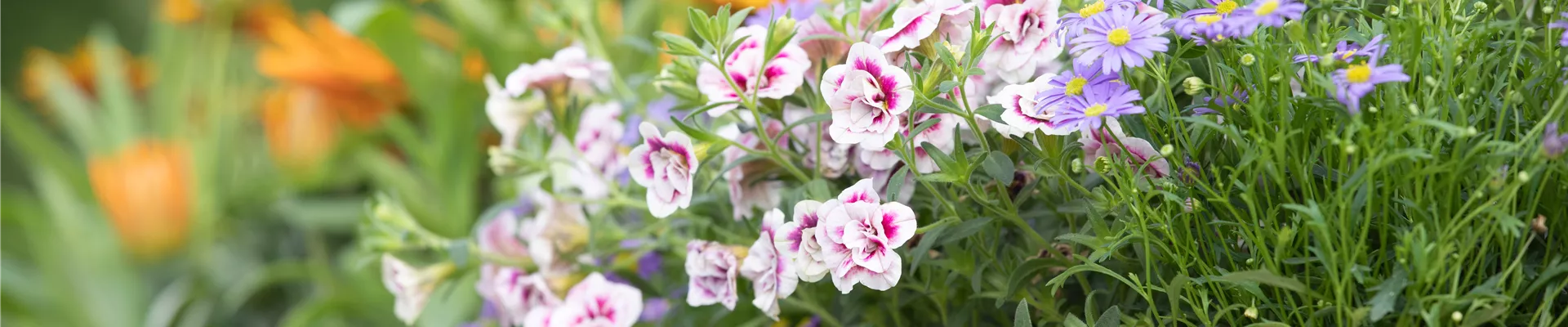 GS622990.jpg GS622990.jpg