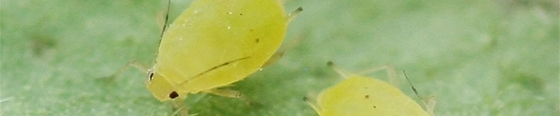 kartoffel_blattlaus2-800x600.jpg kartoffel_blattlaus2-800x600.jpg