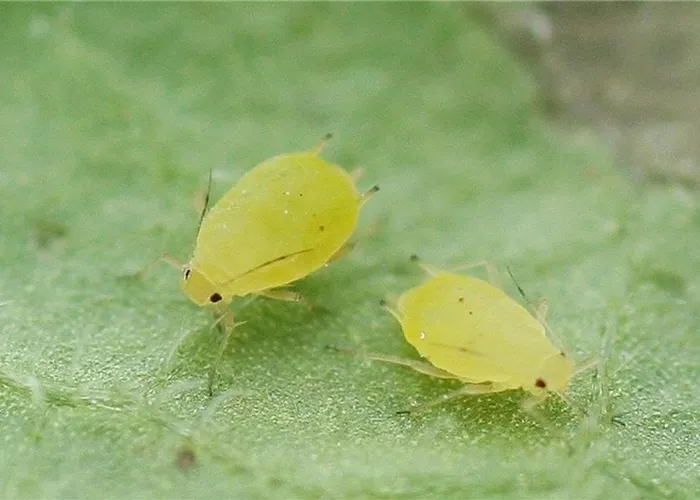 Schädlinge im Garten richtig erkennen und bekämpfen Schädlinge im Garten richtig erkennen und bekämpfen