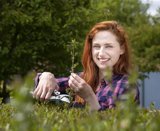 Schnipp, schnapp, Hecke ab! Heckenpflanzen schneiden im Sommer Schnipp, schnapp, Hecke ab! Heckenpflanzen schneiden im Sommer