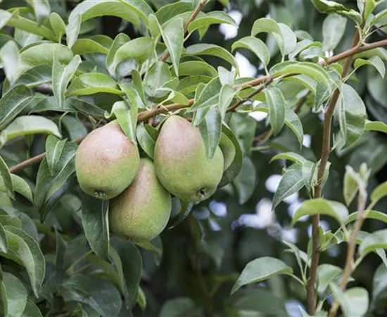 So bereichern diese vitaminreichen Obstpflanzen jeden Garten So bereichern diese vitaminreichen Obstpflanzen jeden Garten