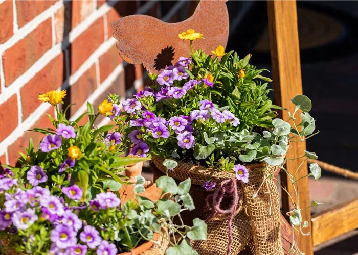 Beet- und Balkonpflanzen pflegen und bunte Blüten bewundern