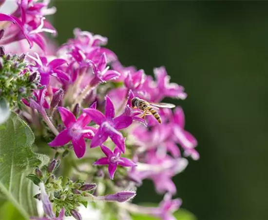 So funktioniert der Pflanzenschutz im Naturgarten