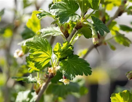 Ribes uva-crispa 'Redeva' -S- II Ribes uva-crispa 'Redeva' -S- II