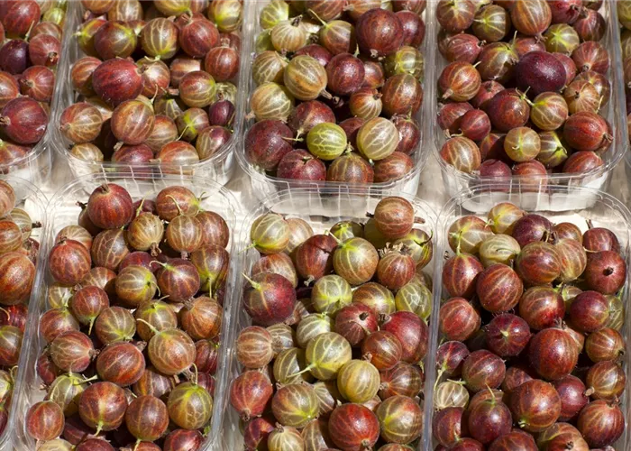 Ribes uva-crispa, rot mehltaures.CAC II