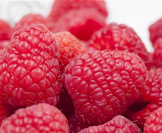Tipps zum Pflanzen und Pflegen von Himbeeren Tipps zum Pflanzen und Pflegen von Himbeeren