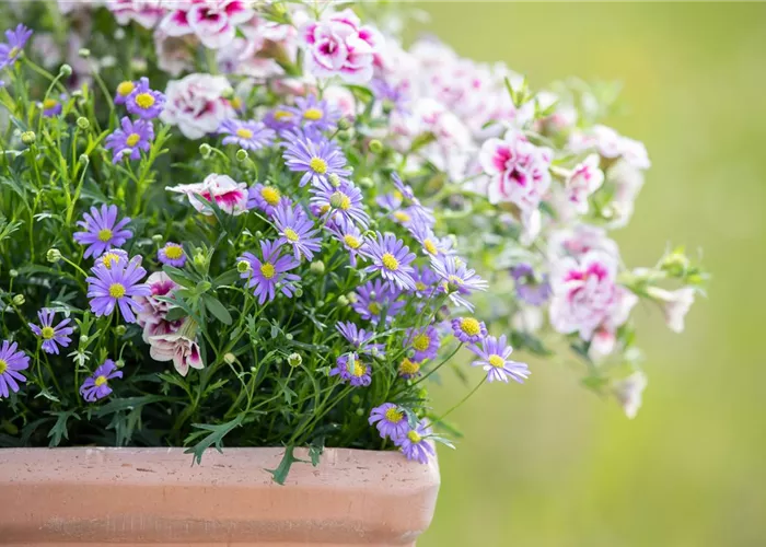 Beet- und Balkonpflanzen schneiden – Ja oder nein?