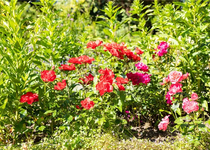 Beetrosen pflanzen und wunderschöne Blüten bewundern