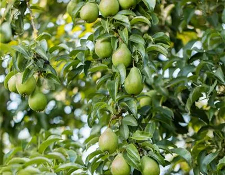 Pyrus com. 'Gräfin von Paris'