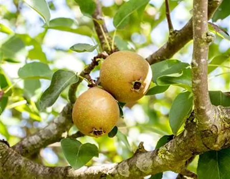 Pyrus com. 'Gute Graue' Pyrus com. 'Gute Graue'