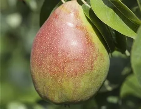 Pyrus com. 'Harrow Sweet' -S-