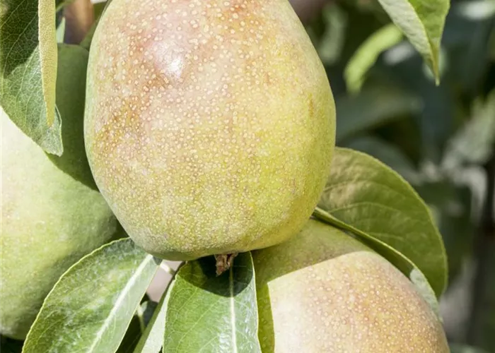 Pyrus com. 'Stuttgart.Geißhirtle'