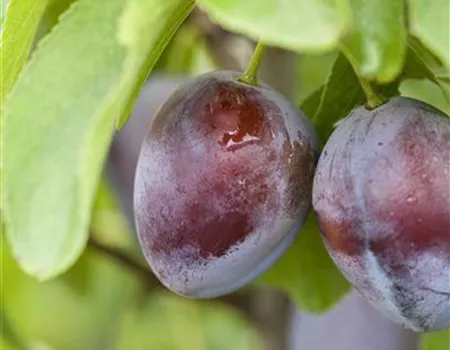 Prunus dom. 'President'