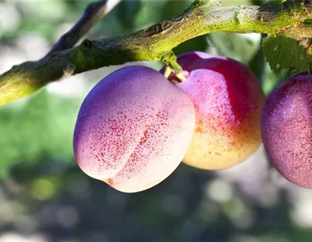 Prunus dom. 'The Czar'