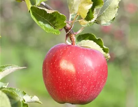 Malus dom. 'Alkmene' Malus dom. 'Alkmene'