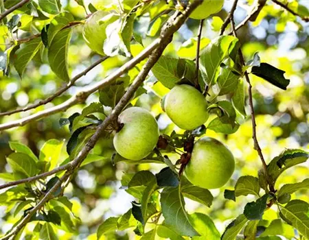 Malus dom. 'Celler Dickstiel' Malus dom. 'Celler Dickstiel'