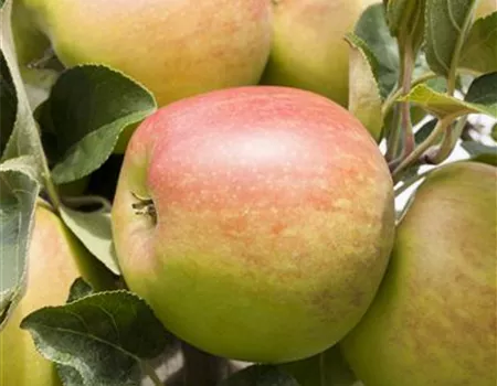 Malus dom. 'Delbarestivale' -S- Malus dom. 'Delbarestivale' -S-