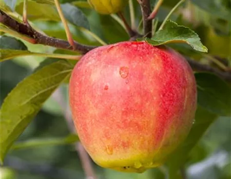 Malus dom. 'Elstar' -R- Malus dom. 'Elstar' -R-