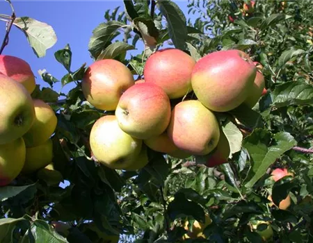 Malus dom. 'Finkenwerder Herbstprinz' Malus dom. 'Finkenwerder Herbstprinz'