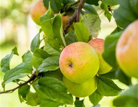Malus dom. 'Geheimrat Dr.Oldenburg' Malus dom. 'Geheimrat Dr.Oldenburg'