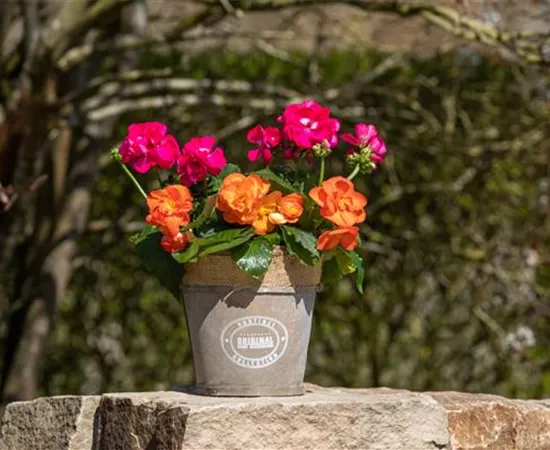 Begonien als blühende Akzente für Balkon und Garten Begonien als blühende Akzente für Balkon und Garten
