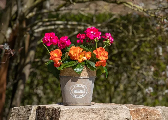 Begonien als blühende Akzente für Balkon und Garten