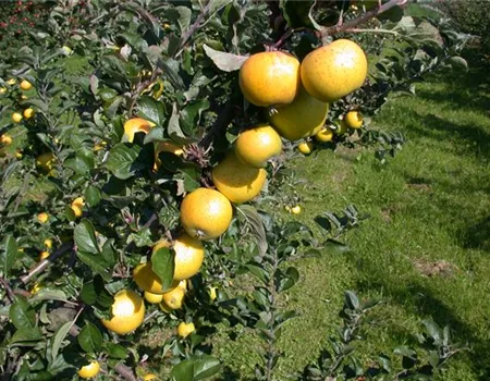 Malus dom. 'Gelber Edelapfel' Malus dom. 'Gelber Edelapfel'