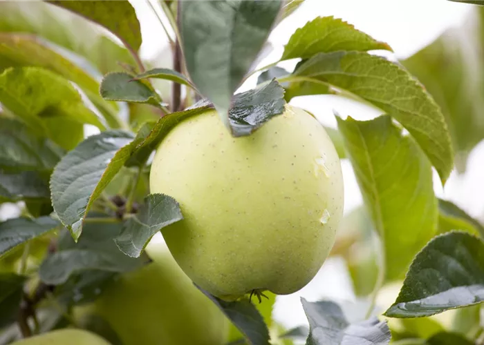 Malus dom. 'Golden Delicious'