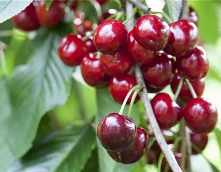 Prunus av. 'Burlat' Prunus av. 'Burlat'