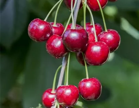 Prunus av. 'Hedelfinger Riesenkirsche' Prunus av. 'Hedelfinger Riesenkirsche'