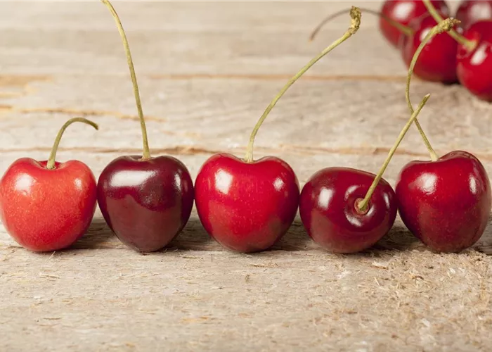 Prunus av. 'Kassins Frühe Herzkirsche' Prunus av. 'Kassins Frühe Herzkirsche'