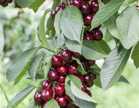 Prunus av. 'Lapins' Prunus av. 'Lapins'