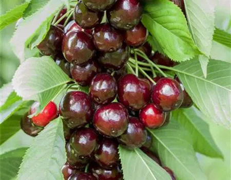 Prunus av. 'Oktavia' Prunus av. 'Oktavia'