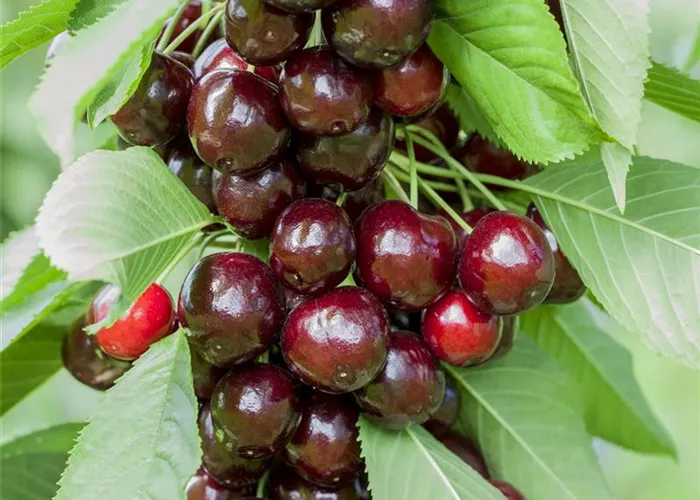 Prunus av. 'Oktavia'