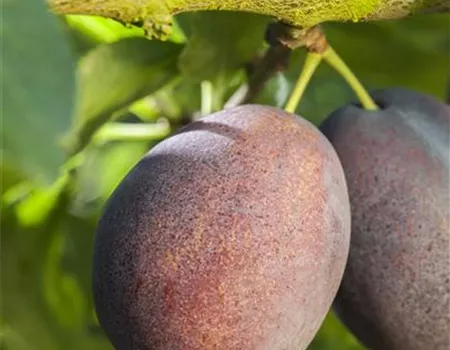 Prunus dom. 'Haroma'