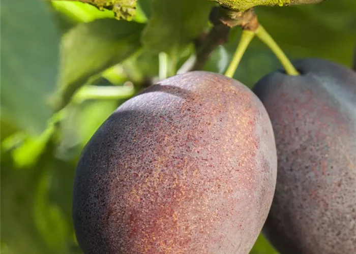 Prunus dom. 'Haroma' Prunus dom. 'Haroma'