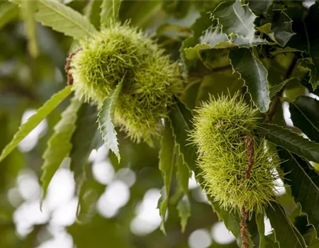 Castanea sativa Castanea sativa