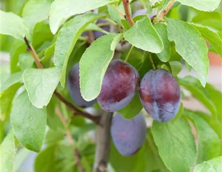 Prunus dom. 'Hanita' -R- -S-