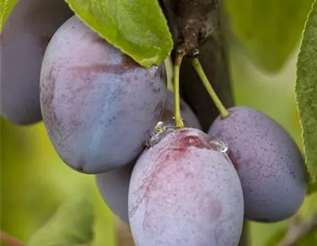 Prunus dom. 'Jojo' -R-