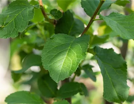 Prunus dom. 'Tegera' -S-