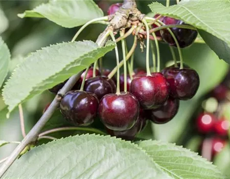 Prunus av. 'Schn.Späte Knorpelkir.' Prunus av. 'Schn.Späte Knorpelkir.'